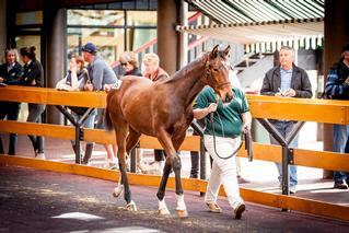 Weanlings at the Karaka May Sale are now eligible to be nominated for the Karaka Million Series. 